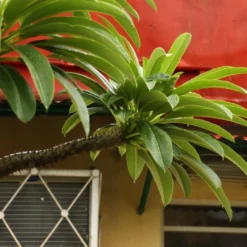 Kit De Culture - Palmier De Madagascar - 10 Graines - Pachypodium Lamerei -Karcher Soldes 640641c6f361f3.13222888