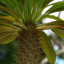 Kit De Culture - Palmier De Madagascar - 10 Graines - Pachypodium Lamerei -Karcher Soldes 640641c7226726.92813528