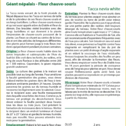 Kit De Culture - Géant Népalais - Fleur Chauve-souris - 10 Graines - Tacca Nevia White -Karcher Soldes 640641cb3c2931.45314096