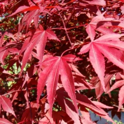Kit De Culture - Erable Du Japon Pourpre - 20 Graines - Acer Palmatum Atropurpureum -Karcher Soldes 640641d81e91c2.05775496