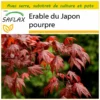 Kit De Culture - Erable Du Japon Pourpre - 20 Graines - Acer Palmatum Atropurpureum