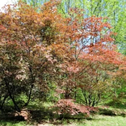 Kit De Culture - Erable Du Japon Pourpre - 20 Graines - Acer Palmatum Atropurpureum -Karcher Soldes 640641d82dff97.81256788