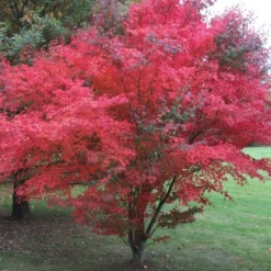 Kit De Culture - Erable Du Japon Pourpre - 20 Graines - Acer Palmatum Atropurpureum -Karcher Soldes 640641d832b125.23226283