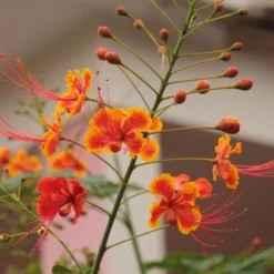 Kit De Culture - Orgueil De Chine - 10 Graines - Caesalpinia Pulcherrima -Karcher Soldes 640641f11c7cb2.38741859