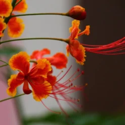 Kit De Culture - Orgueil De Chine - 10 Graines - Caesalpinia Pulcherrima -Karcher Soldes 640641f1222758.42542490