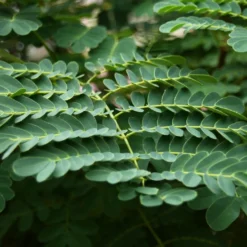 Kit De Culture - Orgueil De Chine - 10 Graines - Caesalpinia Pulcherrima -Karcher Soldes 640641f12730a7.73038490