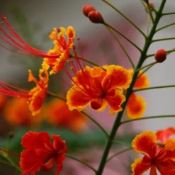 Kit De Culture - Orgueil De Chine - 10 Graines - Caesalpinia Pulcherrima -Karcher Soldes 640641f12c1a86.88478143