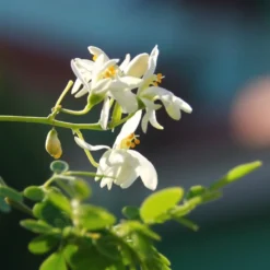 Kit De Culture - Moringa - 10 Graines - Moringa Oleifera -Karcher Soldes 640641f4547a73.61153088