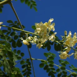 Kit De Culture - Moringa - 10 Graines - Moringa Oleifera -Karcher Soldes 640641f45e0099.40617785