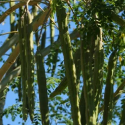 Kit De Culture - Moringa - 10 Graines - Moringa Oleifera -Karcher Soldes 640641f462d1b0.92586215