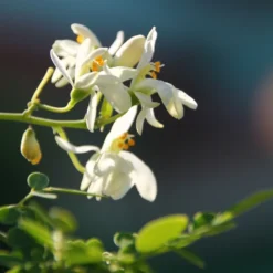 Kit De Culture - Moringa - 10 Graines - Moringa Oleifera -Karcher Soldes 640641f4686cb0.45653273