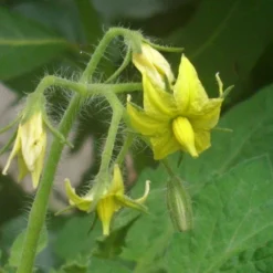 Kit De Culture - Tomate San Marzano - 10 Graines - Lycopersicon Esculentum -Karcher Soldes 640641fa29a824.71109885