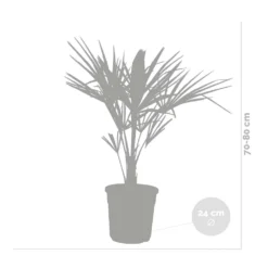 Trachycarpus Fortunei - Palmier Chinois - Palmier - Rustique – ⌀24 Cm - ↕70-80 Cm -Karcher Soldes 640b201bdc53a4.37899146