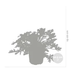 3x Pelargonium Graveolens – Géranium Citronné – Anti-moustique - Parfumé – ⌀10.5 Cm - ↕15-20 Cm -Karcher Soldes 640b2055ea72a1.18971844