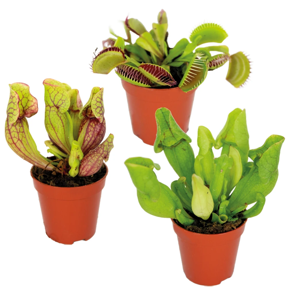 3x Mélange De Plantes Carnivores – Plante Des Marais – Entretien Facile⌀6 Cm ⌀05-10 Cm 1 3x Mélange De Plantes Carnivores – Plante Des Marais – Entretien Facile⌀6 Cm ⌀05-10 Cm