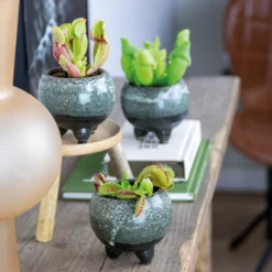 3x Mélange De Plantes Carnivores – Plante Des Marais – Entretien Facile⌀6 Cm ⌀05-10 Cm 7 3x Mélange De Plantes Carnivores – Plante Des Marais – Entretien Facile⌀6 Cm ⌀05-10 Cm -Karcher Soldes 640b20c6d93a55.84252896