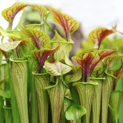 2x Sarracenia 'juthatip Soper' – Plante Carnivore – Entretien Facile ⌀12 Cm – ↕10-20cm -Karcher Soldes 640b20de0d95e6.50661912