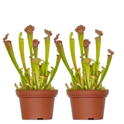 2x Sarracenia 'juthatip Soper' – Plante Carnivore – Entretien Facile ⌀12 Cm – ↕10-20cm