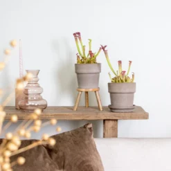 2x Sarracenia 'juthatip Soper' – Plante Carnivore – Entretien Facile ⌀12 Cm – ↕10-20cm -Karcher Soldes 640b20de202773.22562993