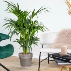 Howea Forsteriana - Palmier Kentia - Plante D'intérieur - Purificateur D'air – ⌀24 Cm - ↕120-130 Cm -Karcher Soldes 640b2102da86e5.91390726