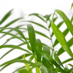 Chamaedorea Elegans - Palmier Nain Mexicain - Purificateur D'air – ⌀17 Cm - ↕50-60 Cm -Karcher Soldes 640b2104598045.56432407