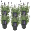 6x Lavandula Angustifolia 'ardèche' - Lavande - Arbuste - Rustique – ⌀12 Cm - ↕20-25 Cm