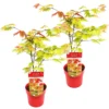 2x Acer Shirasawanum 'moonrise' - érable Du Japon - Arbuste - Rustique - ⌀19 Cm - ↕40-50 Cm