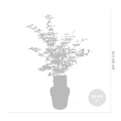 2x Acer Shirasawanum 'moonrise' - érable Du Japon - Arbuste - Rustique - ⌀19 Cm - ↕40-50 Cm -Karcher Soldes 640b75778741e7.39248989