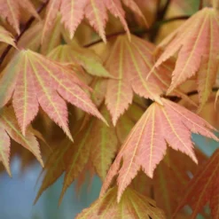 2x Acer Shirasawanum 'moonrise' - érable Du Japon - Arbuste - Rustique - ⌀19 Cm - ↕40-50 Cm -Karcher Soldes 640b75778a6773.11315809