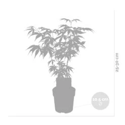Acer Palmatum 'butterfly' – érable Du Japon – Arbuste – Rustique – ⌀10,5 Cm - ↕25-30 Cm 6 Acer Palmatum 'butterfly' – érable Du Japon – Arbuste – Rustique – ⌀10,5 Cm - ↕25-30 Cm -Karcher Soldes 640b7584331f62.30491547
