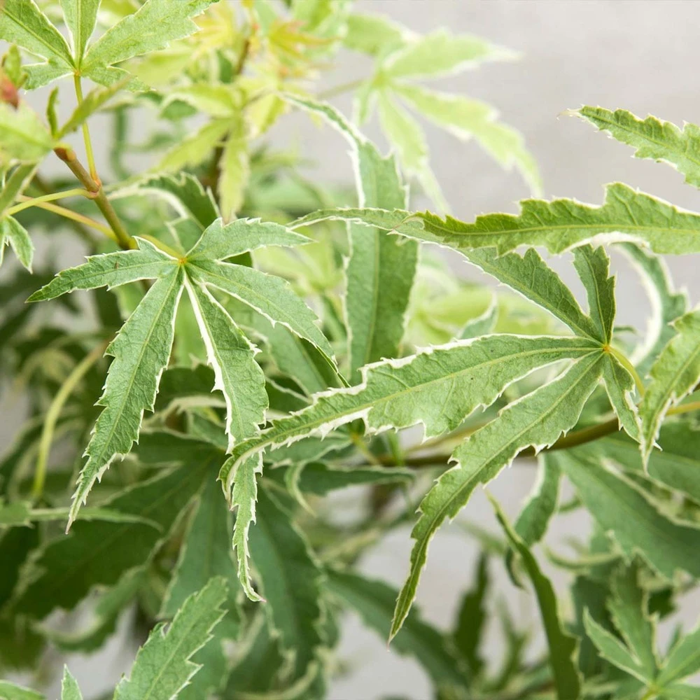 Acer Palmatum 'butterfly' – érable Du Japon – Arbuste – Rustique – ⌀10,5 Cm - ↕25-30 Cm 4 Acer Palmatum 'butterfly' – érable Du Japon – Arbuste – Rustique – ⌀10,5 Cm - ↕25-30 Cm – Image 4