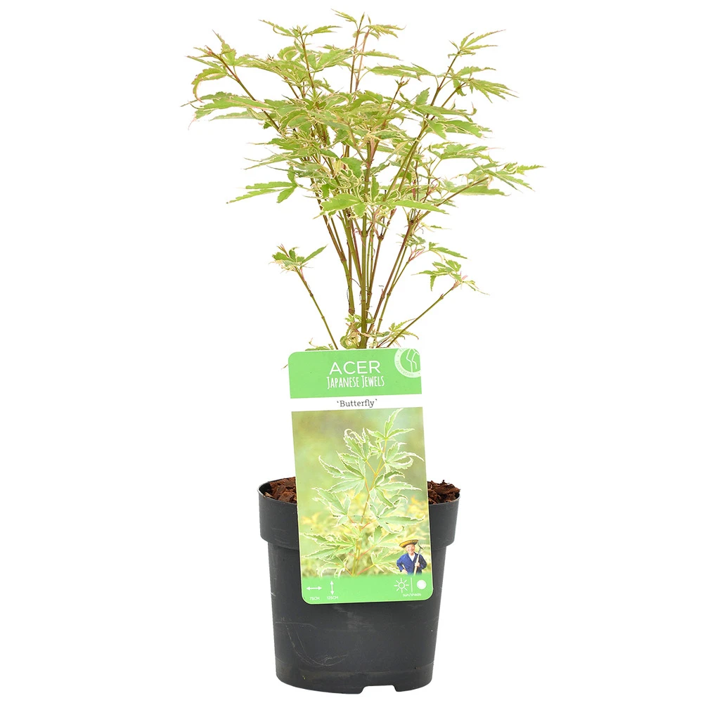 Acer Palmatum 'butterfly' – érable Du Japon – Arbuste – Rustique – ⌀10,5 Cm - ↕25-30 Cm 1 Acer Palmatum 'butterfly' – érable Du Japon – Arbuste – Rustique – ⌀10,5 Cm - ↕25-30 Cm