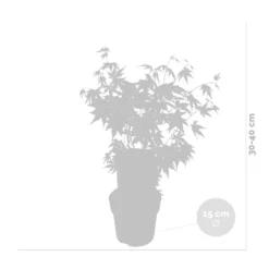 Acer Palmatum 'orange Dream' - érable Du Japon - Arbuste - Rustique - ⌀15 Cm - ↕30-40 Cm -Karcher Soldes 640b75850c7fc3.34058057
