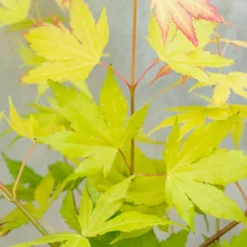 Acer Palmatum 'orange Dream' - érable Du Japon - Arbuste - Rustique - ⌀15 Cm - ↕30-40 Cm -Karcher Soldes 640b75850fba80.15442681