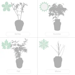 Acer Palmatum 'orange Dream' - érable Du Japon - Arbuste - Rustique - ⌀15 Cm - ↕30-40 Cm -Karcher Soldes 640b758516d4a4.91094000