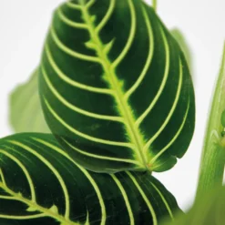 Maranta Lemon Lime – Plante De Prière – Plante D'intérieur – Purificateur D'air – ⌀12cm –↕10-15cm -Karcher Soldes 640b786e004742.79640543