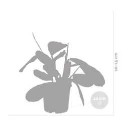 Maranta Lemon Lime – Plante De Prière – Plante D'intérieur – Purificateur D'air – ⌀12cm –↕10-15cm -Karcher Soldes 640b786e0d5cb2.39616864