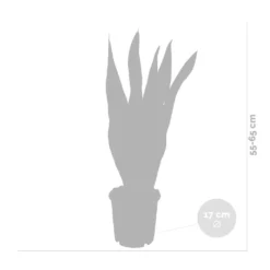 2x Sansevieria 'laurentii' Xl – Langue De Dame – Succulente – Facile à Entretenir – ⌀17cm – ↕55-65 Cm -Karcher Soldes 640b787fb1b790.19239259