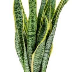 2x Sansevieria 'laurentii' Xl – Langue De Dame – Succulente – Facile à Entretenir – ⌀17cm – ↕55-65 Cm -Karcher Soldes 640b787fb489e7.70309484