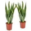 2x Sansevieria 'laurentii' Xl – Langue De Dame – Succulente – Facile à Entretenir – ⌀17cm – ↕55-65 Cm