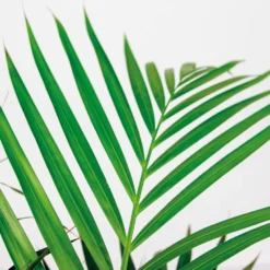 Dypsis Lutescens Incl. Panier En Jonc De Mer - Facile D'entretien - ⌀21 Cm - ↕100-110 Cm -Karcher Soldes 640b7898e19b00.69601100