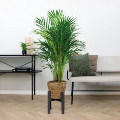 Dypsis Lutescens Incl. Panier En Jonc De Mer - Facile D'entretien - ⌀21 Cm - ↕100-110 Cm -Karcher Soldes 640b7898ee0c36.81719850