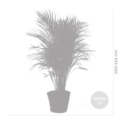 Dypsis Lutescens Incl. Panier En Jonc De Mer - Facile D'entretien - ⌀21 Cm - ↕100-110 Cm -Karcher Soldes 640b78992bb466.17334359