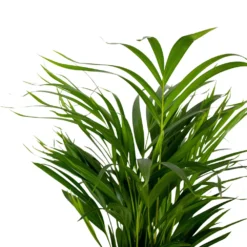 Dypsis Lutescens - Golden Palm - Plante D'intérieur - Entretien Facile - ⌀17 Cm - ↕60-70 Cm 7 Dypsis Lutescens - Golden Palm - Plante D'intérieur - Entretien Facile - ⌀17 Cm - ↕60-70 Cm -Karcher Soldes 640b789a61f743.14431000