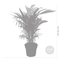 2x Mélange De Palmiers D'intérieur - Dypsis-chamaedorea - Facile D'entretien – ⌀12 Cm - ↕20-45 Cm -Karcher Soldes 640b789d43a326.57955412