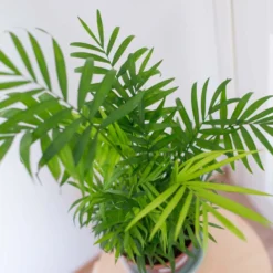 2x Mélange De Palmiers D'intérieur - Dypsis-chamaedorea - Facile D'entretien – ⌀12 Cm - ↕20-45 Cm -Karcher Soldes 640b789d46bf69.48332906