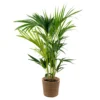 Howea Forsteriana Incl. Panier En Jonc De Mer - Palmier Kentia - Purificateur D'air - ⌀19 Cm - ↕90-100 Cm
