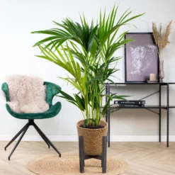 Howea Forsteriana Incl. Panier En Jonc De Mer - Palmier Kentia - Purificateur D'air - ⌀19 Cm - ↕90-100 Cm -Karcher Soldes 640b789e4b9212.65106370