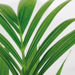 Howea Forsteriana Incl Seagrass Basket - Palmier Kentia - Purificateur D'air - ⌀19 Cm - ↕90-100 Cm -Karcher Soldes 640b78a06216e9.82338484