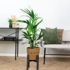 Howea Forsteriana Incl Seagrass Basket - Palmier Kentia - Purificateur D'air - ⌀19 Cm - ↕90-100 Cm -Karcher Soldes 640b78a0818a38.30649967